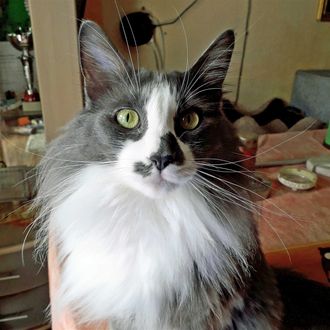 Neo Ay d'Akyazi  30 mai 2017 Angora Turc Champion Suisse