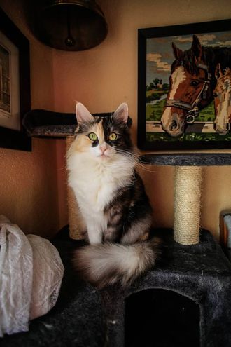 Lexine De Saint-Paër Angora Turc 21 aout 2015 - 21 septembre 2022